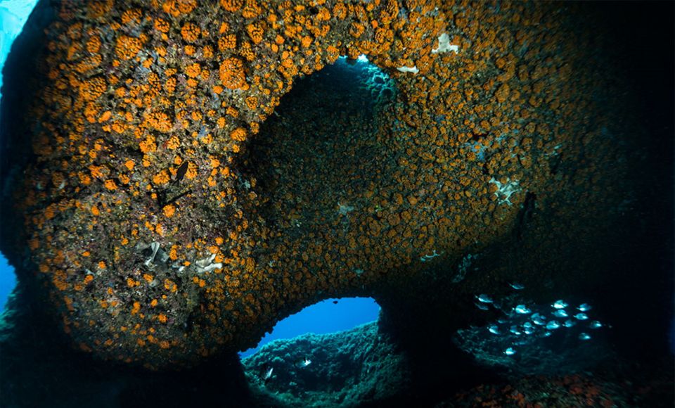 Torre Annunziata: Scuba Dive for Certified Divers - Key Points