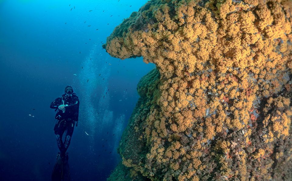 Torre Annunziata: Scuba Dive for Certified Divers - Dive Itinerary