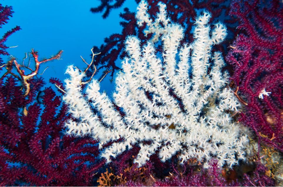 Torre Annunziata: Scuba Dive for Certified Divers - Included Services