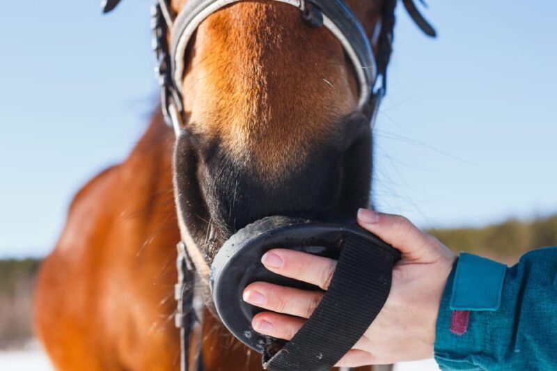 Torremolinos: Guided tour to stables of El Ranchito - The Itinerary: What to Expect