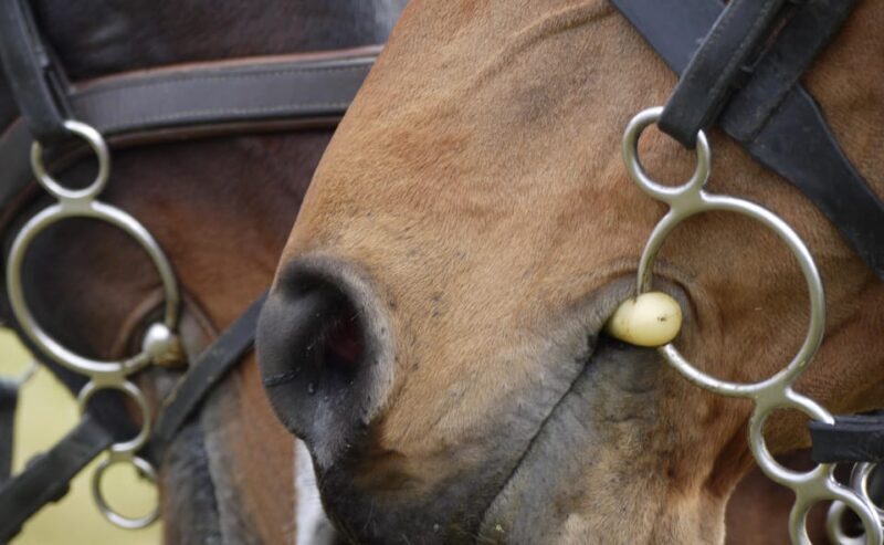 Torremolinos: Guided tour to stables of El Ranchito - The Horse Show Connection