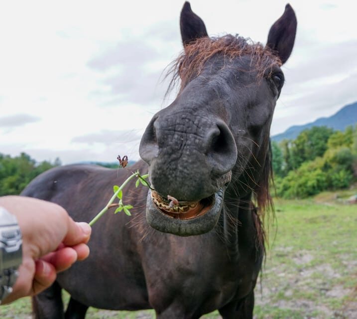 Torremolinos: Guided tour to stables of El Ranchito - The Practical Side: Logistics and Value