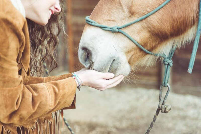 Torremolinos: Guided tour to stables of El Ranchito - What We Loved and What to Consider