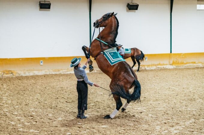 Torremolinos: Horse Show, Dinner Option, Drinks, & Flamenco - Customer Ratings and Reviews