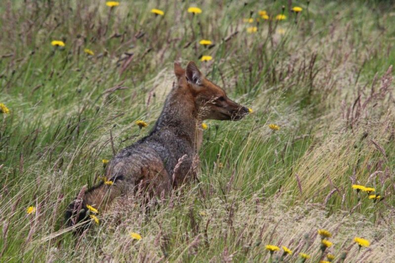 Torres Del Paine Photo Safari - Detailed Itinerary