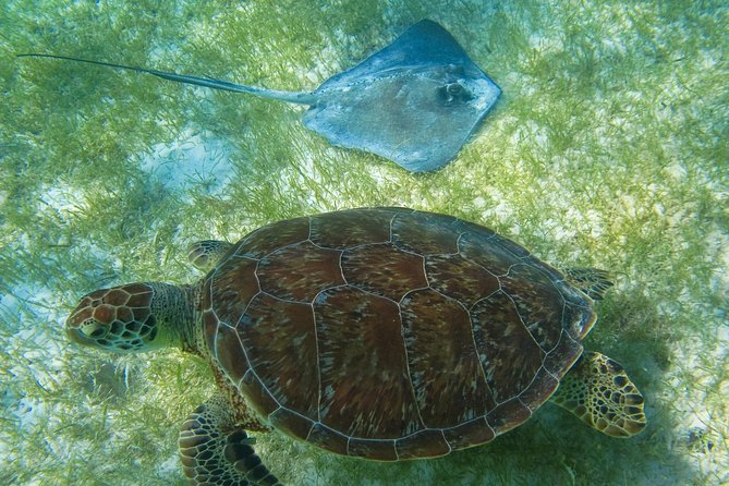 Tortugas & Cenotes Snorkel With Turtles Tour - Traveler Feedback