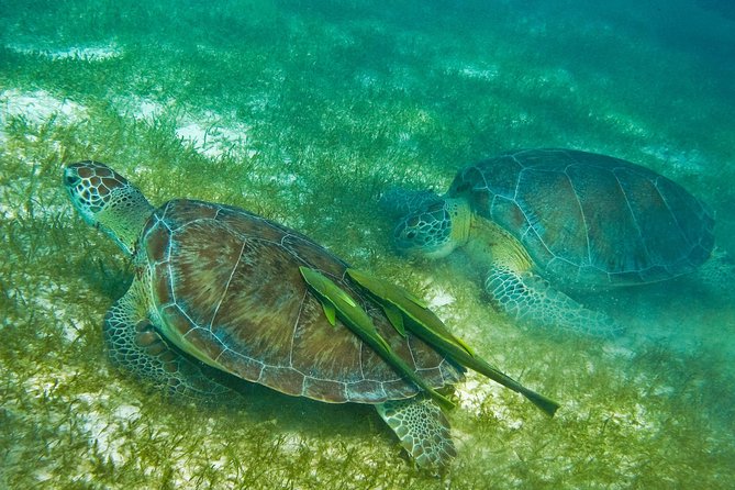 Tortugas & Cenotes Snorkel With Turtles Tour - Tour Highlights