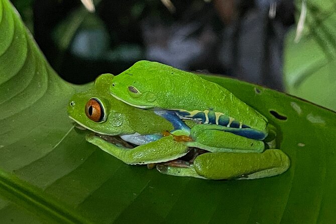 Tortuguero Canal Tour by Canoe - Reviews and Ratings