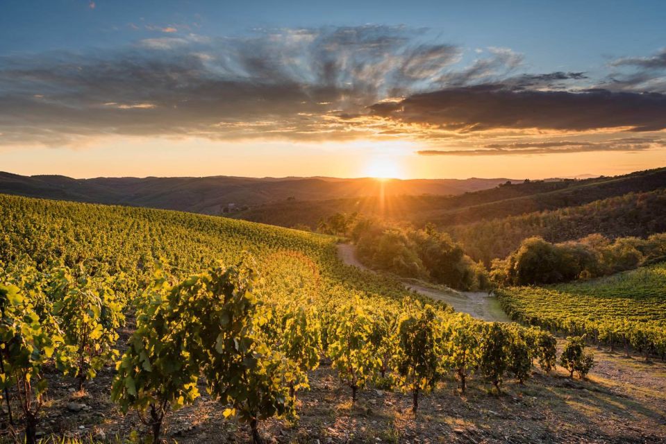 Total Immersion Wine Tour in Chianti - Key Points