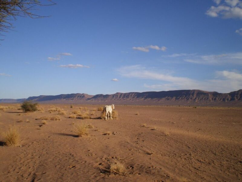 Touareg Desert Horseback Riding in Morocco - Travel Insurance Recommendations