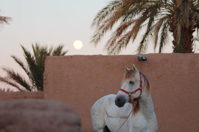 Touareg Desert Horseback Riding in Morocco - Frequently Asked Questions