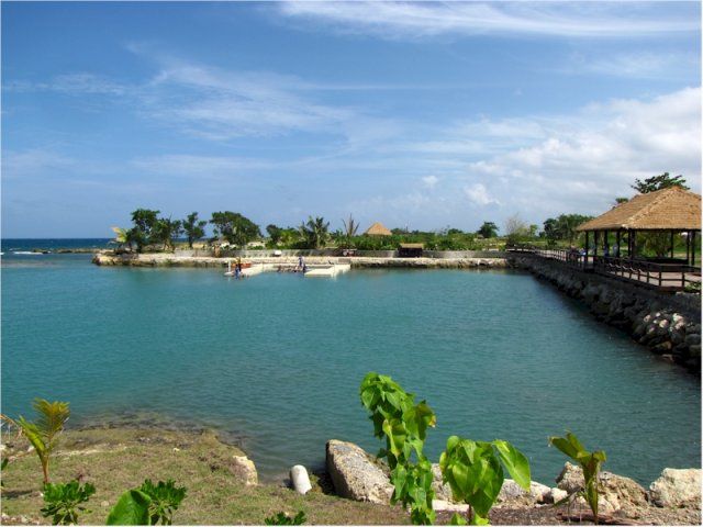 Touch Encounter With the Dolphins at Dolphin Cove Negril - Interactive Dolphin Experience
