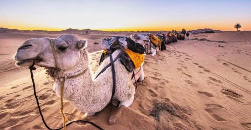Tour 2 Day 1 Night In Zagora Desert And Daraa Valley - Good To Know