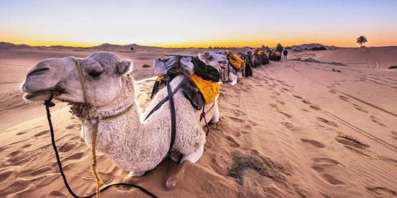 Tour 2 Day 1 Night In Zagora Desert And Daraa Valley - Picturesque River Valley Journeys