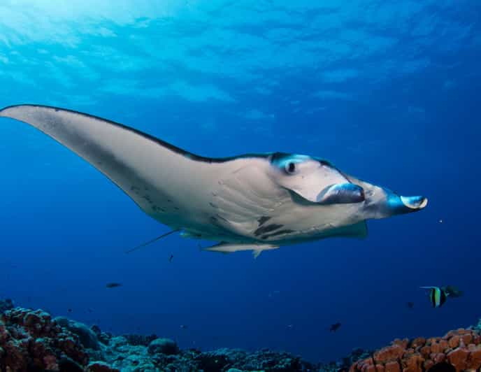 TOUR 3 ISLAND LABUAN BAJO WITH LUXURY BOAT 4D3N - Good To Know