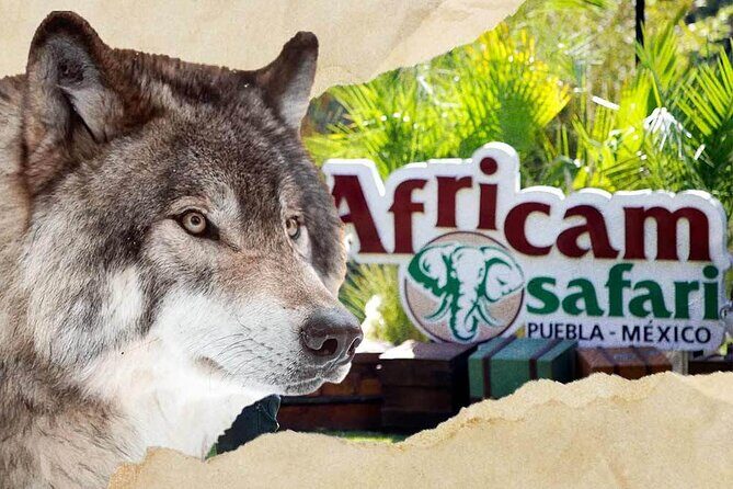 Tour Africam Safari in Puebla - Real Experiences from Travelers