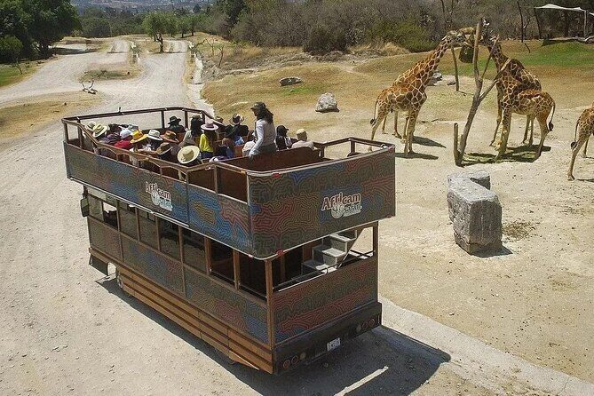 Tour Africam Safari in Puebla - FAQ