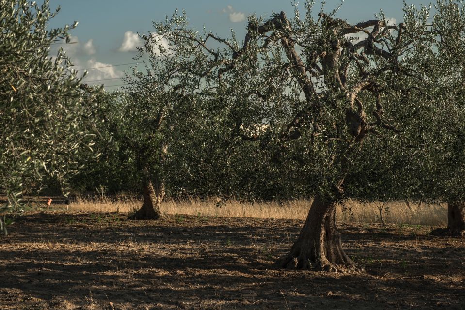 Tour Among the Temples of Oil and the Patriarch Olive Trees - Culinary Delights