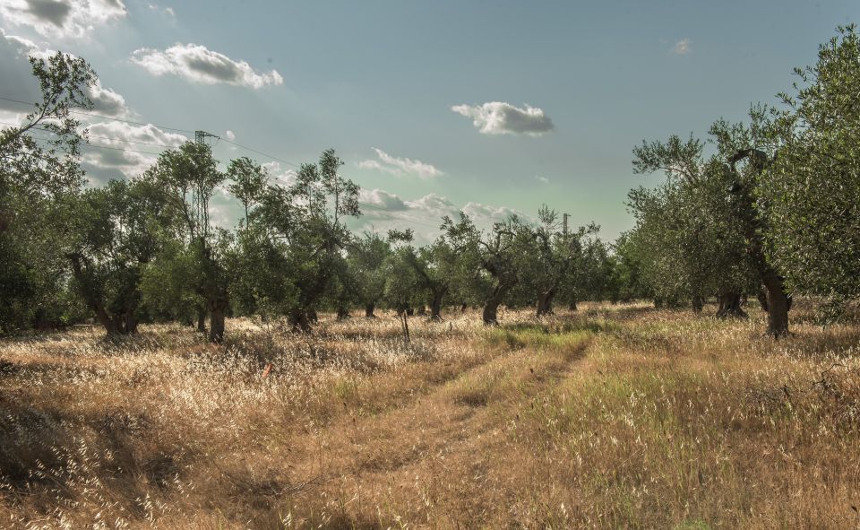 Tour Among the Temples of Oil and the Patriarch Olive Trees - Tour Inclusions