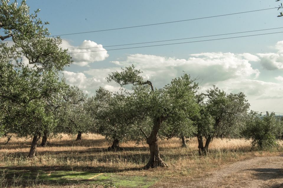 Tour Among the Temples of Oil and the Patriarch Olive Trees - Customer Feedback