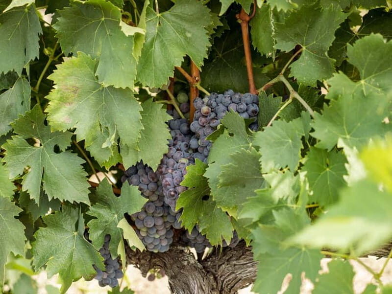 Tour and tasting at Casalbosco estate - Key Points