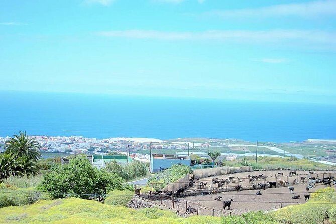 Tour Around the Island - Private VIP Tour in Tenerife - Who Will Love This Tour?