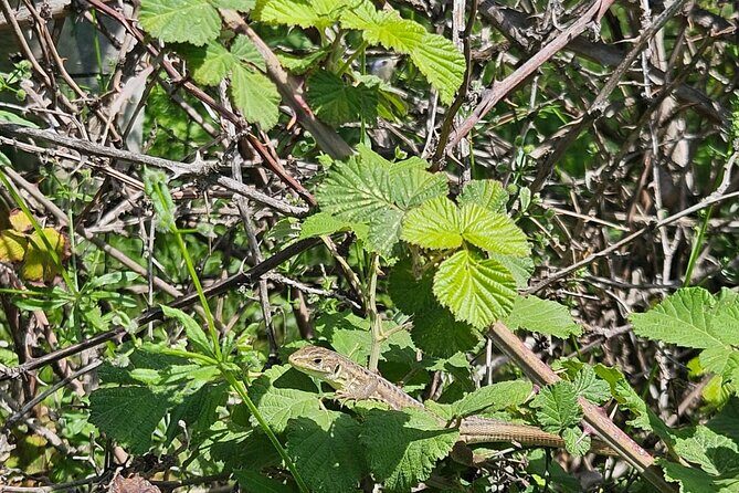 Tour Around the Lake Albania from Ohrid - The Sum Up
