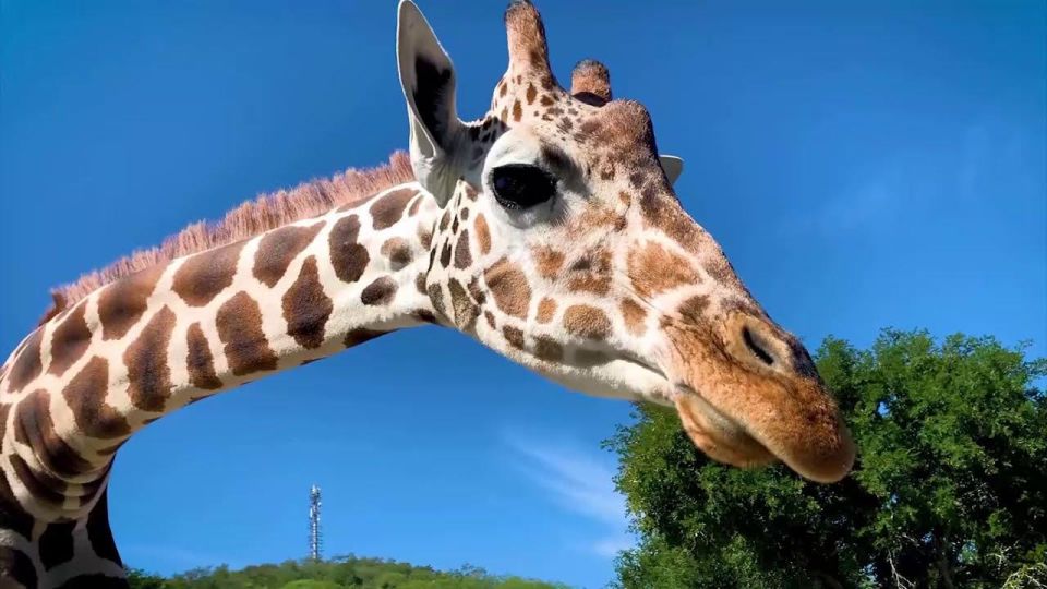 Tour Bioparque Estrella, With Transfer, Safari and Tickets - Key Points