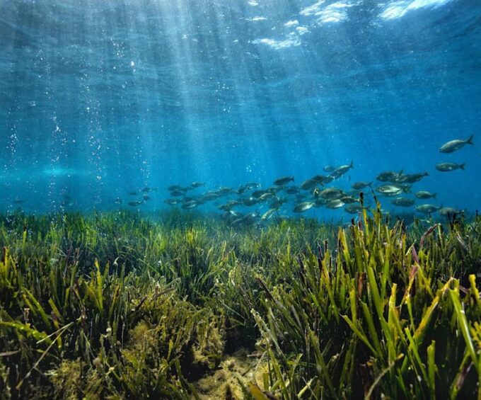 TOUR: Capo Milazzo Marine Protected Area - Frequently Asked Questions