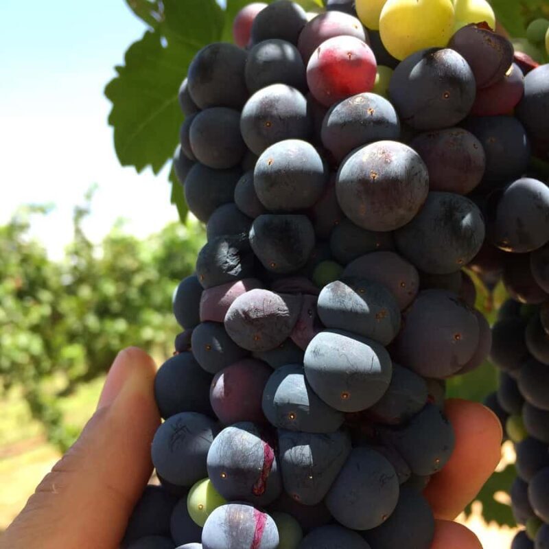 Tour+ Cata 3 vinos / Tour + 3 wine tasting - Key Points