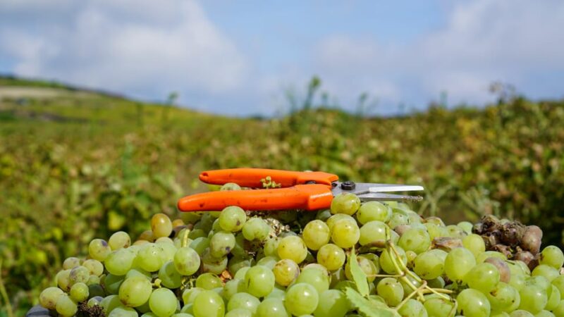 Tour Discover Pantelleria - Key Points
