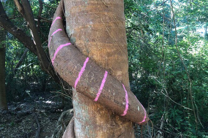 Tour Drone MX Bahía de Banderas - FAQ