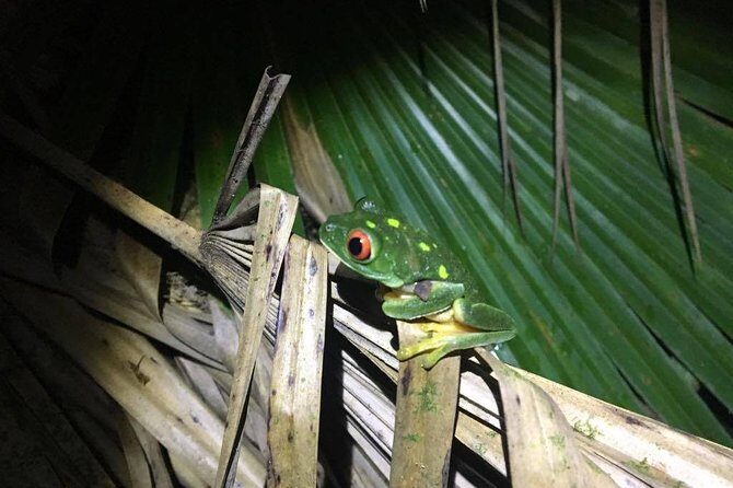 Tour Herpetologico - An In-Depth Look at Tour Herpetologico