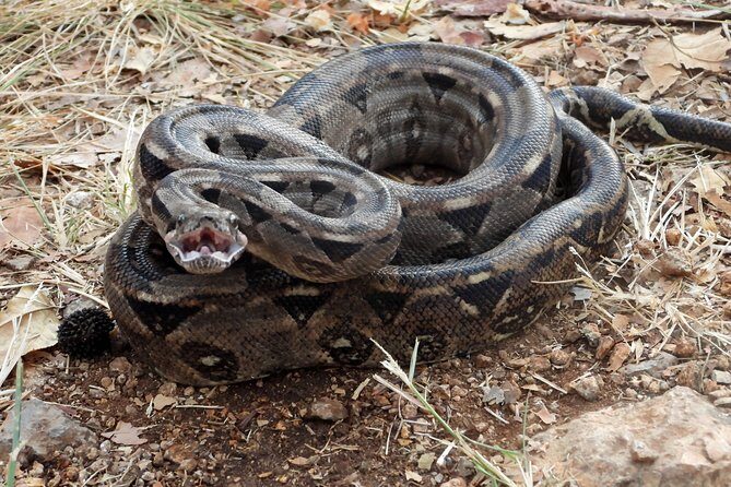 Tour Herpetologico - FAQ