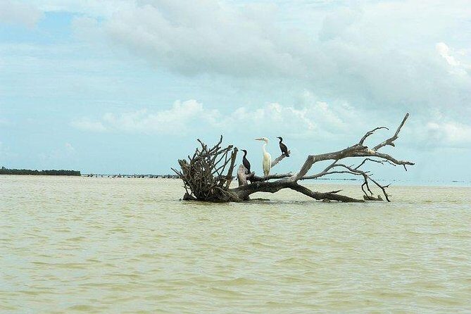 Tour Holbox Enjoy the nature only from Playa del Carmen - Frequently Asked Questions