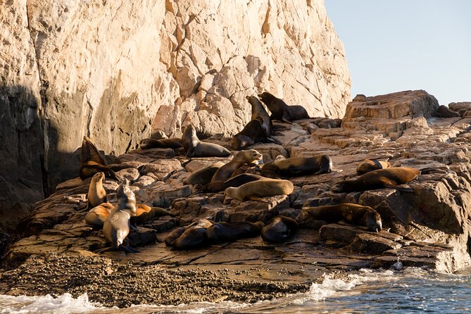 Tour in Cabo Whale Watching With an Expert Captain - Explore the Whales of Cabo