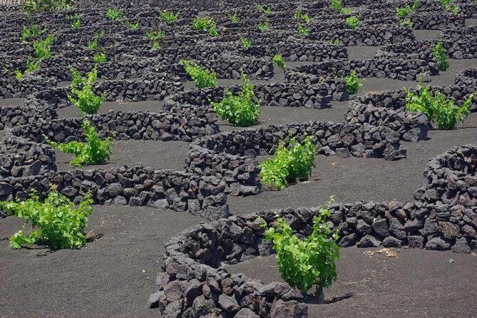 Tour Lanzarote South with Winery Visit - Who Will Love This Tour?