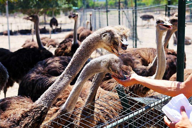 Tour & Learn - Highlights and Inclusions