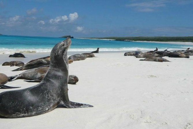 Tour Lobos Island From San Cristobal - About Your Stay