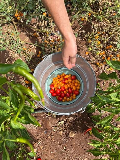 Tour of Apulian farms and local producers - What You Can Expect from the Apulian Farm Tour