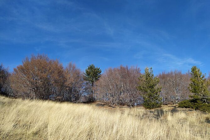 Tour of Etna on foot, food and wine tasting in the Etna winery - Practical Details That Matter