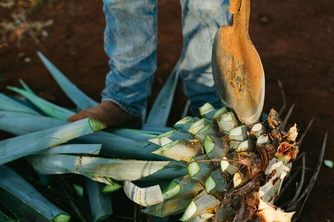Tour of Puebla and tour of Atlixco (private tour) - Introduction