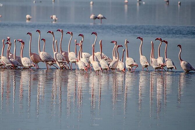 Tour of the Archaeological Area of Nora, entrance fees included - Pricing and Value