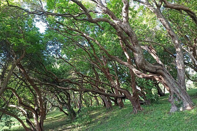 Tour of the Historical Museum and Miramare Castle Park in Trieste - Final Thoughts