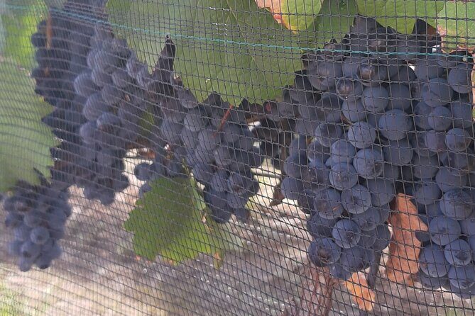 Tour of the Tradition and History of Cheese and Wine in Querétaro - The Itinerary in Detail