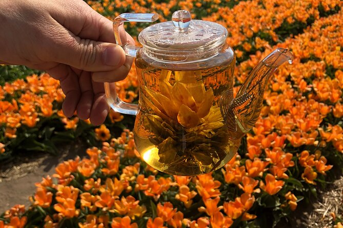 Tour of the Tulip Fields in a Typical Ducth Tulip Farm - Overview of the Dutch Tulip Farm