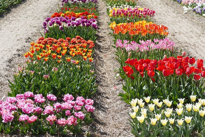 Tour of the Tulip Fields in a Typical Ducth Tulip Farm - Educational Opportunities at the Farm
