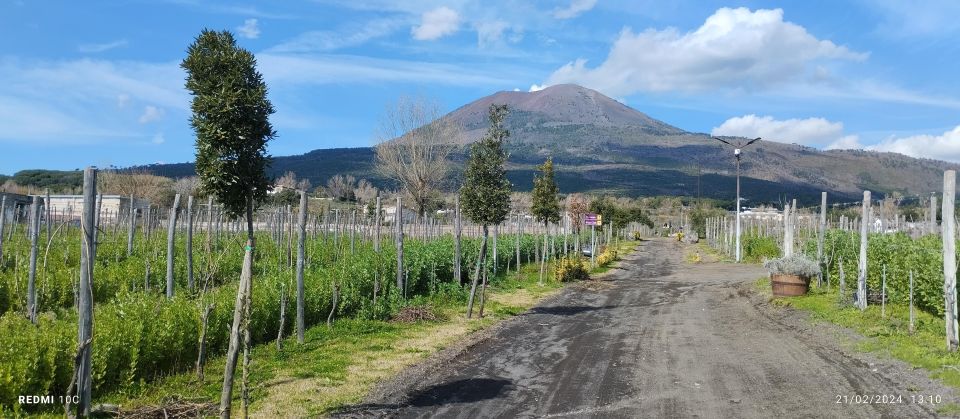 Tour Pompeii and Vesuvius Winery Experience From Naples - Visiting Vesuvius Winery