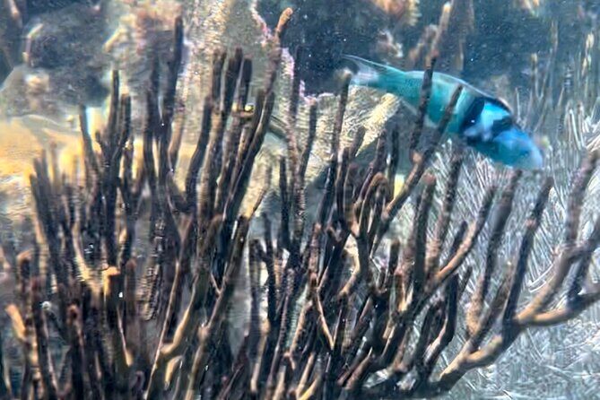 Tour Privado en Barco en Puerto Morelos con Almuerzo Incluido - What Makes This Tour Stand Out