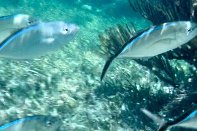 Tour Privado en Barco en Puerto Morelos con Almuerzo Incluido - The Itinerary in Detail